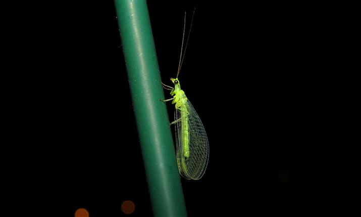 Chrysopa cfr.  formosa, femmina  - Costa de Caparica (Portogallo)